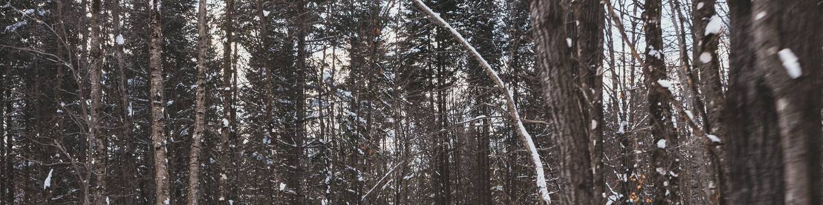 Dog sledding in Northern Quebec, Canada
