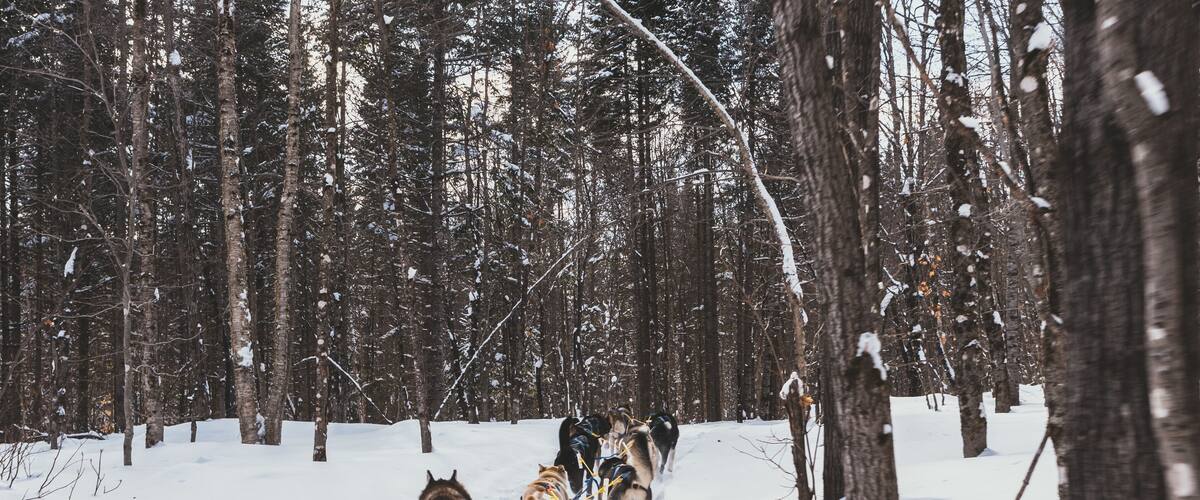 A group of sled dogs pulling a sled through a snowy forest.
