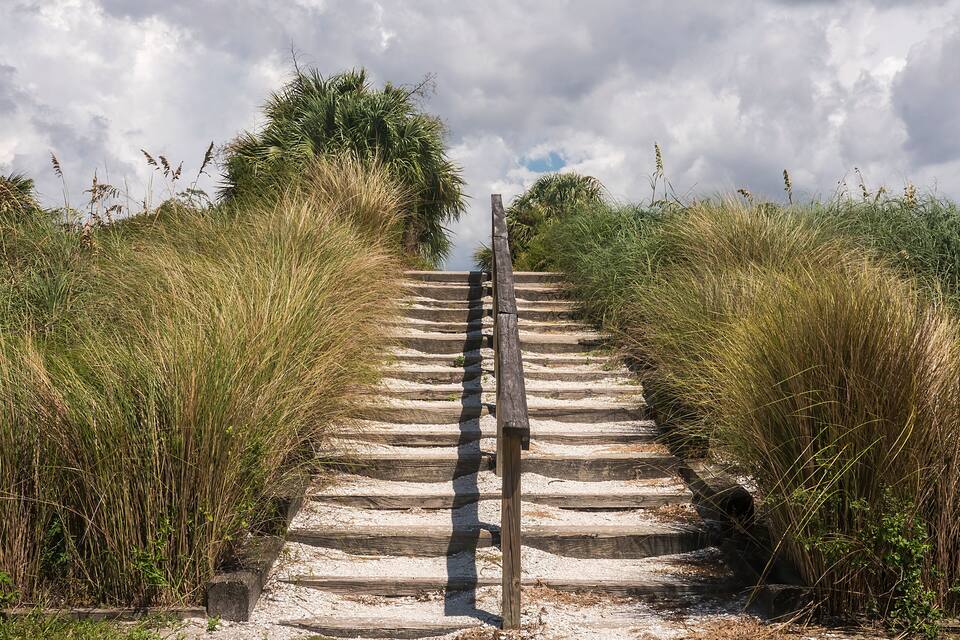 Uma escadaria de madeira que sobe, rodeada por gramíneas e arbustos altos.