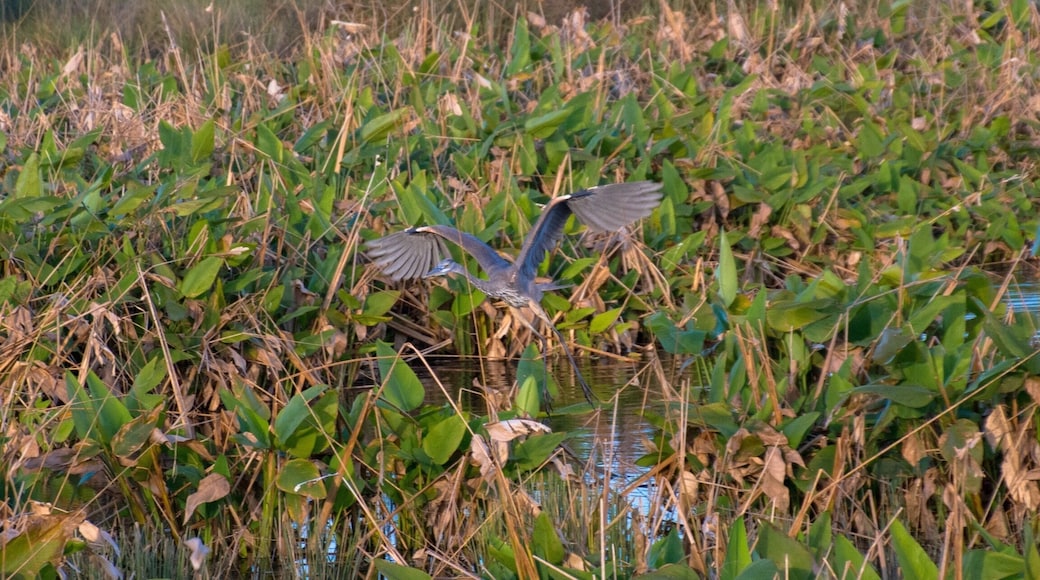 The Celery Fields are a great source of birding opportunities in Sarasota. Birding, walking or just enjoying the outside. This is an amazing and beautiful place.