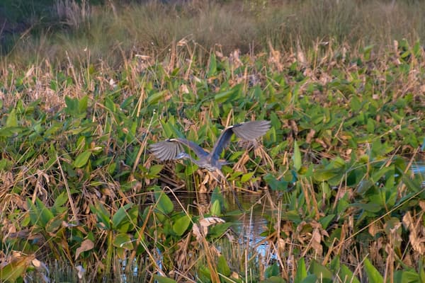 The Celery Fields are a great source of birding opportunities in Sarasota. Birding, walking or just enjoying the outside. This is an amazing and beautiful place.