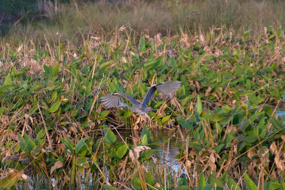 A bird flying over a marshy area with dense vegetation and water.