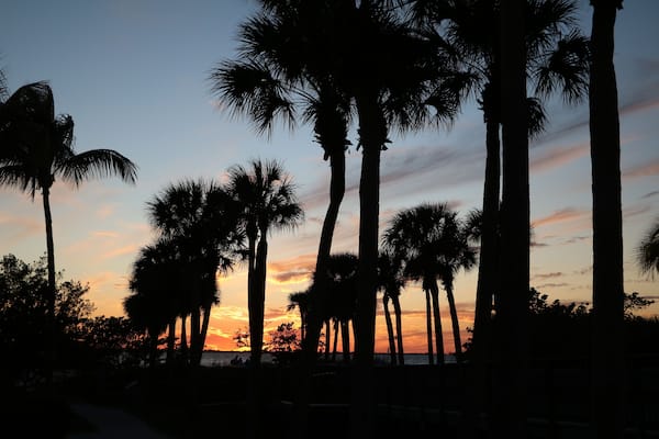 Palm trees at Fort Myers Beach Bowditch Point Park, Florida USA
