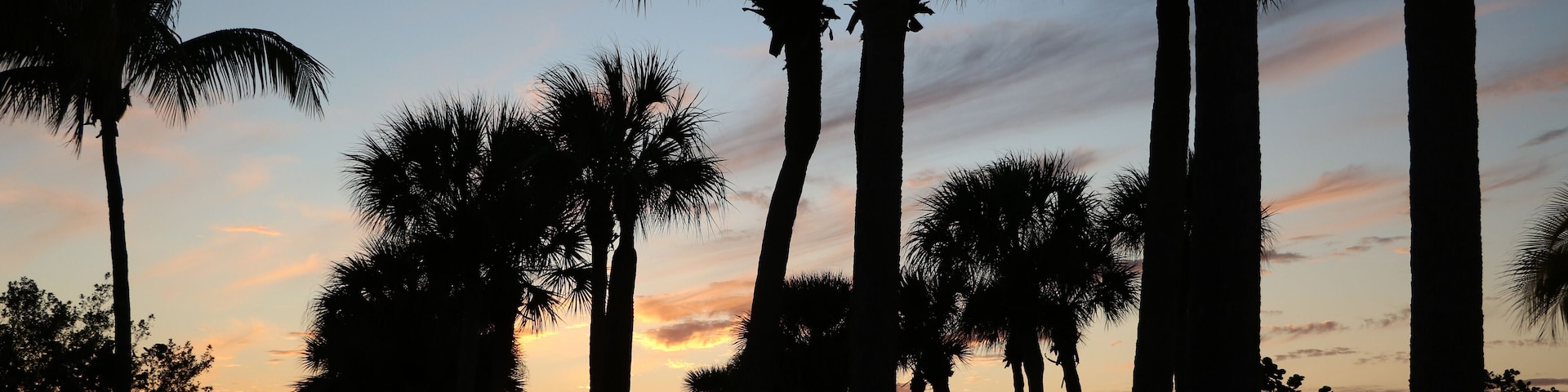 Palm trees at Fort Myers Beach Bowditch Point Park, Florida USA