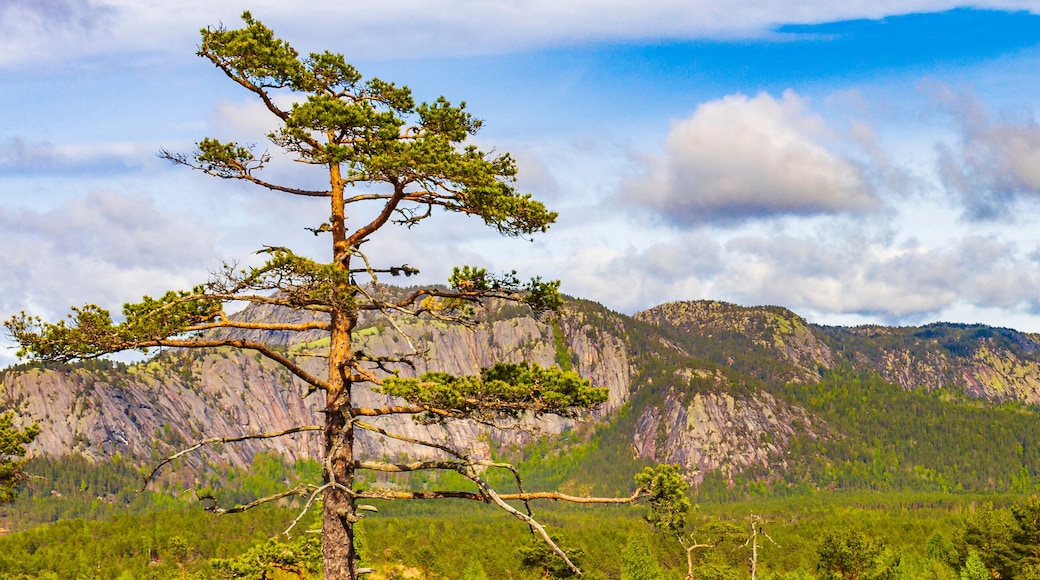 Panorama with fir trees and mountains nature landscape Nissedal Norway.