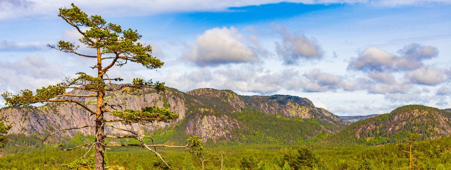 Panorama with fir trees and mountains nature landscape Nissedal Norway.