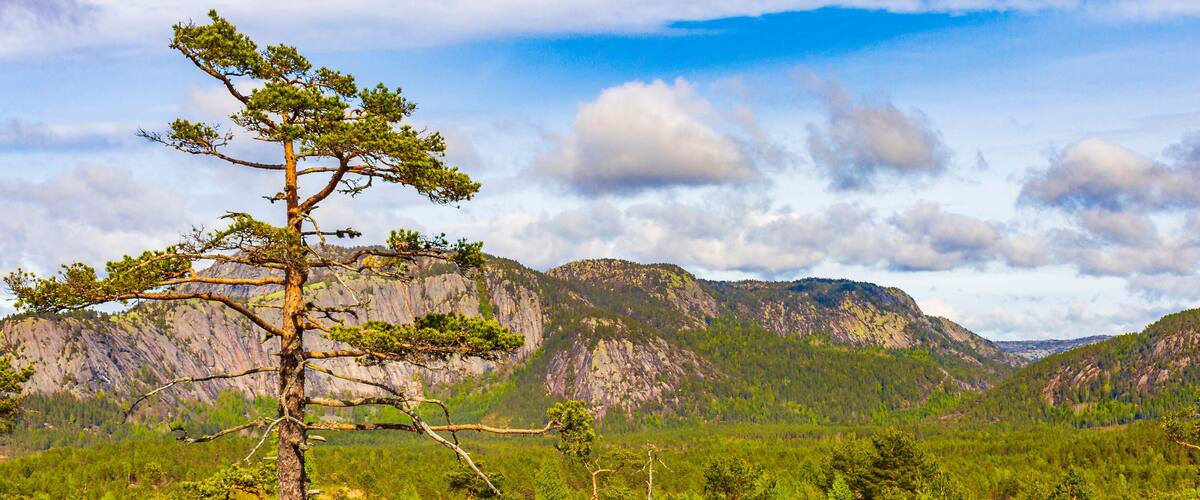 A mountainous landscape with a prominent pine tree in the foreground and rocky cliffs in the background.