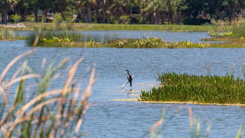 Lakes Regional Park showing a lake or waterhole and bird life