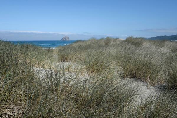 Sand and grasses of Bob Straub State Park with distant Haystack Rock.