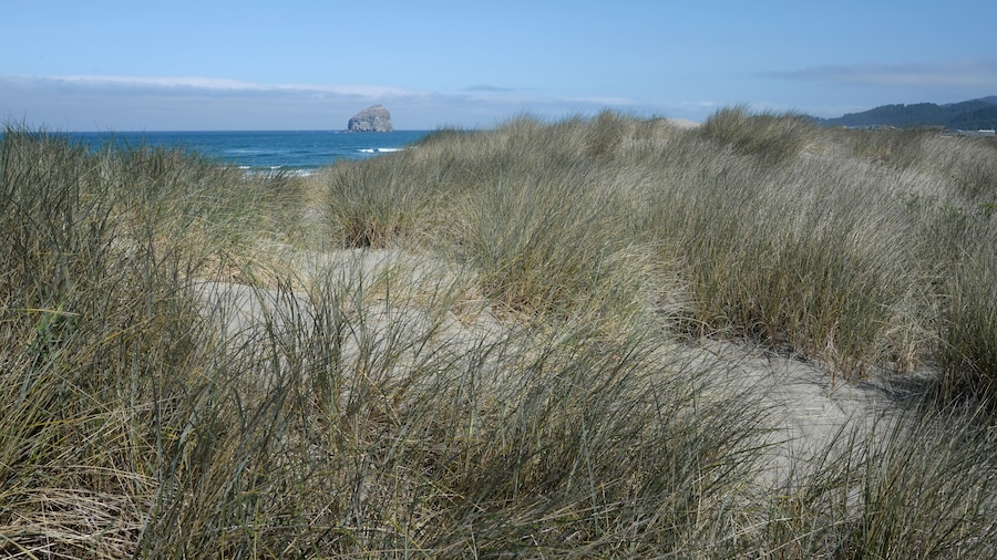 Sand and grasses of Bob Straub State Park with distant Haystack Rock.