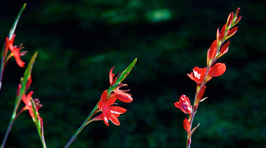 Connie Hansen Garden showing wildflowers