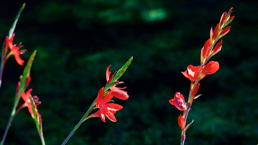 Connie Hansen Garden showing wildflowers