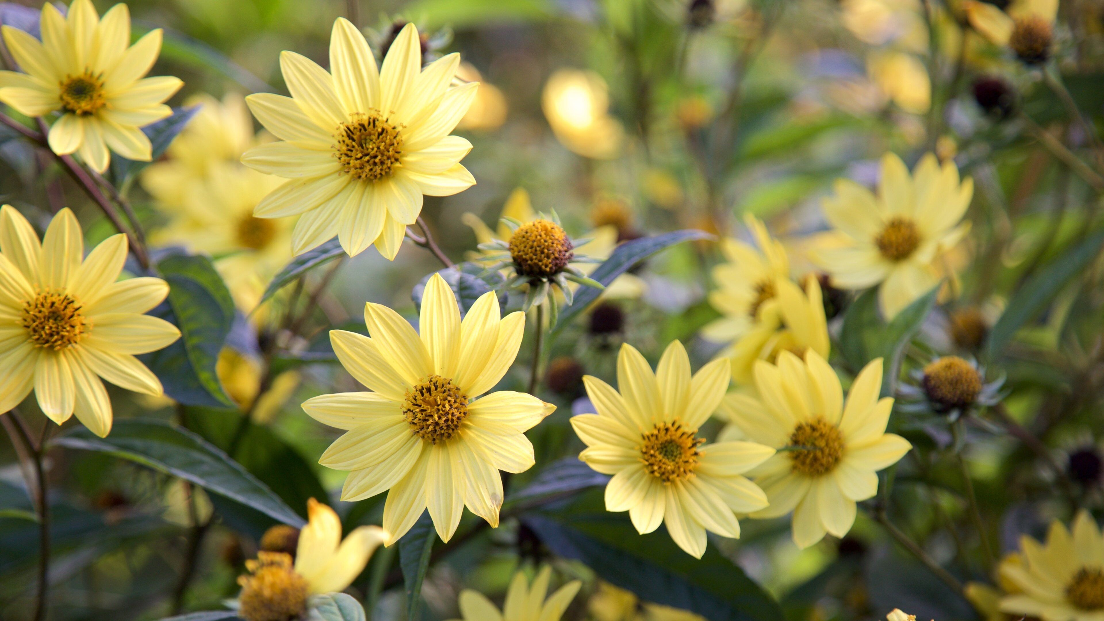 Connie Hansen Garden