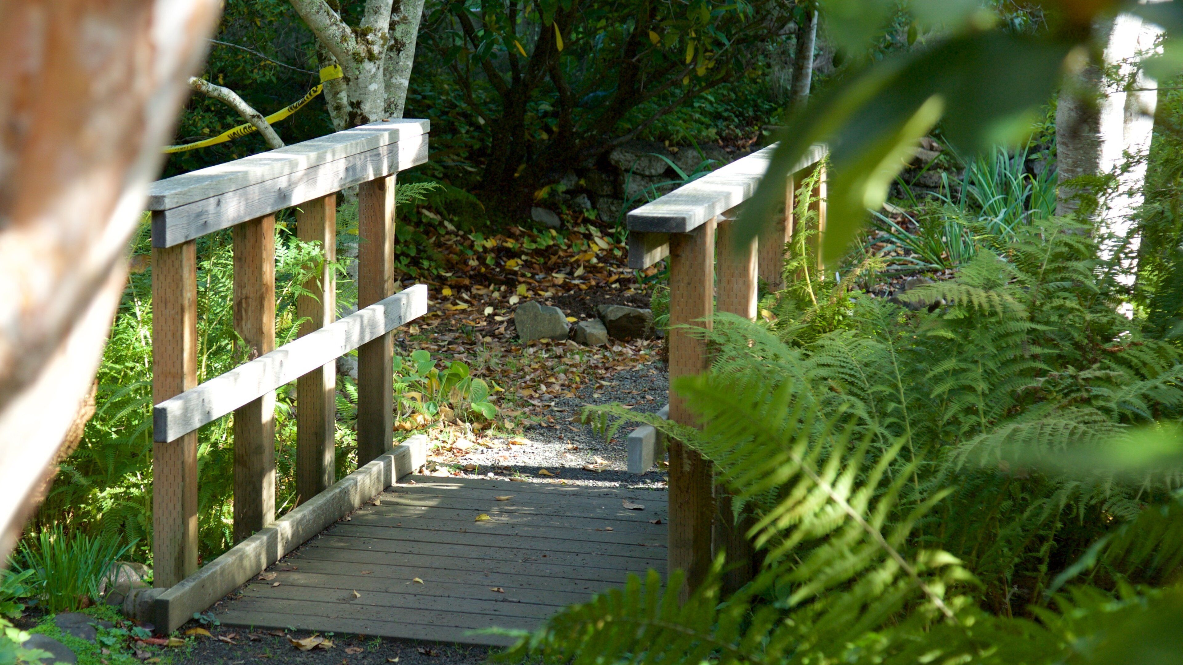 Connie Hansen Garden showing rainforest
