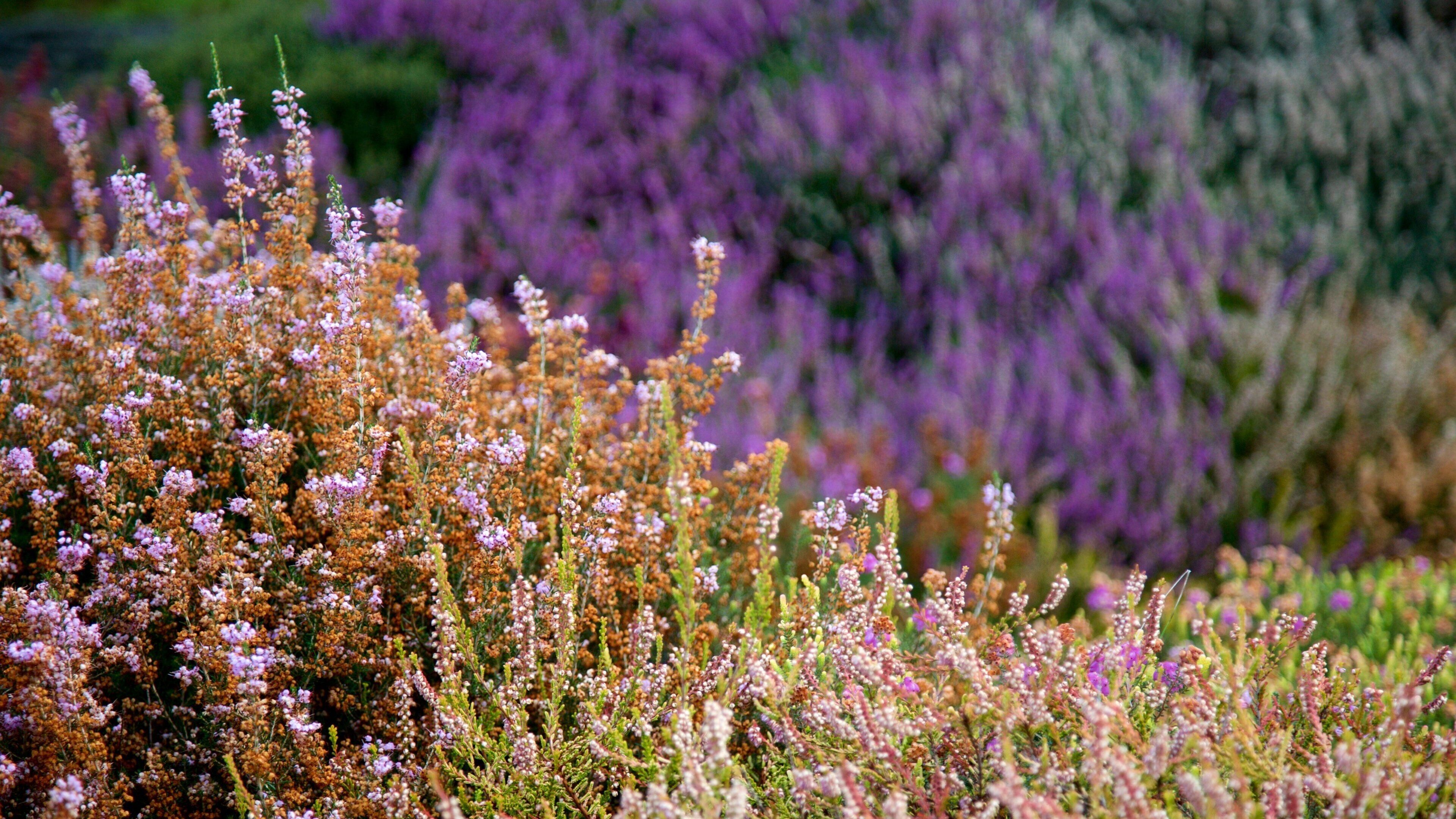 Connie Hansen Garden showing wildflowers and flowers