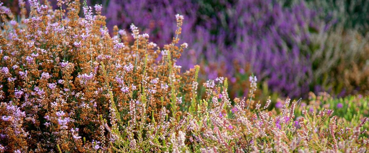 Connie Hansen Garden showing wildflowers and flowers