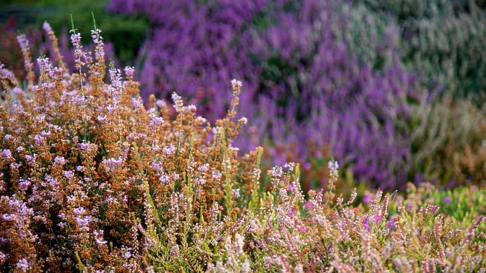 Connie Hansen Garden showing wildflowers and flowers