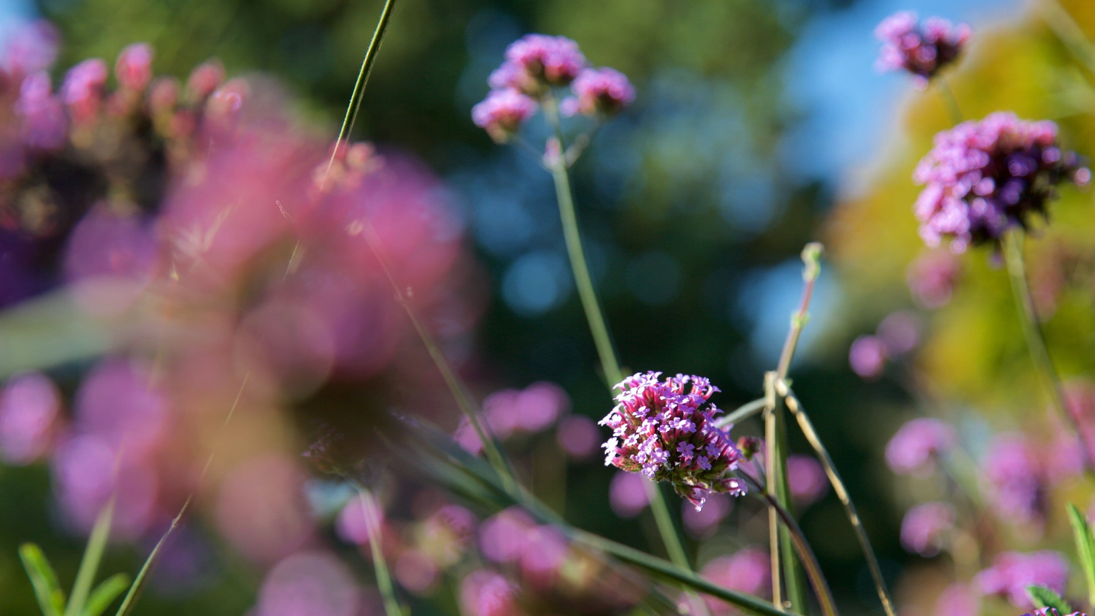 Connie Hansen Garden which includes wild flowers