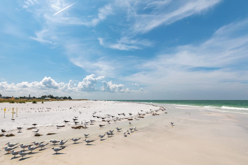 A sandy beach with seagulls and a clear blue sky.