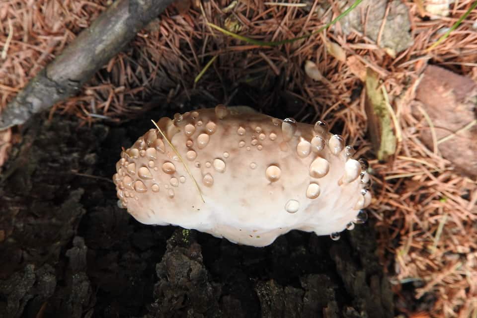 Un fungo che cresce su un ceppo di albero, circondato da aghi di pino.