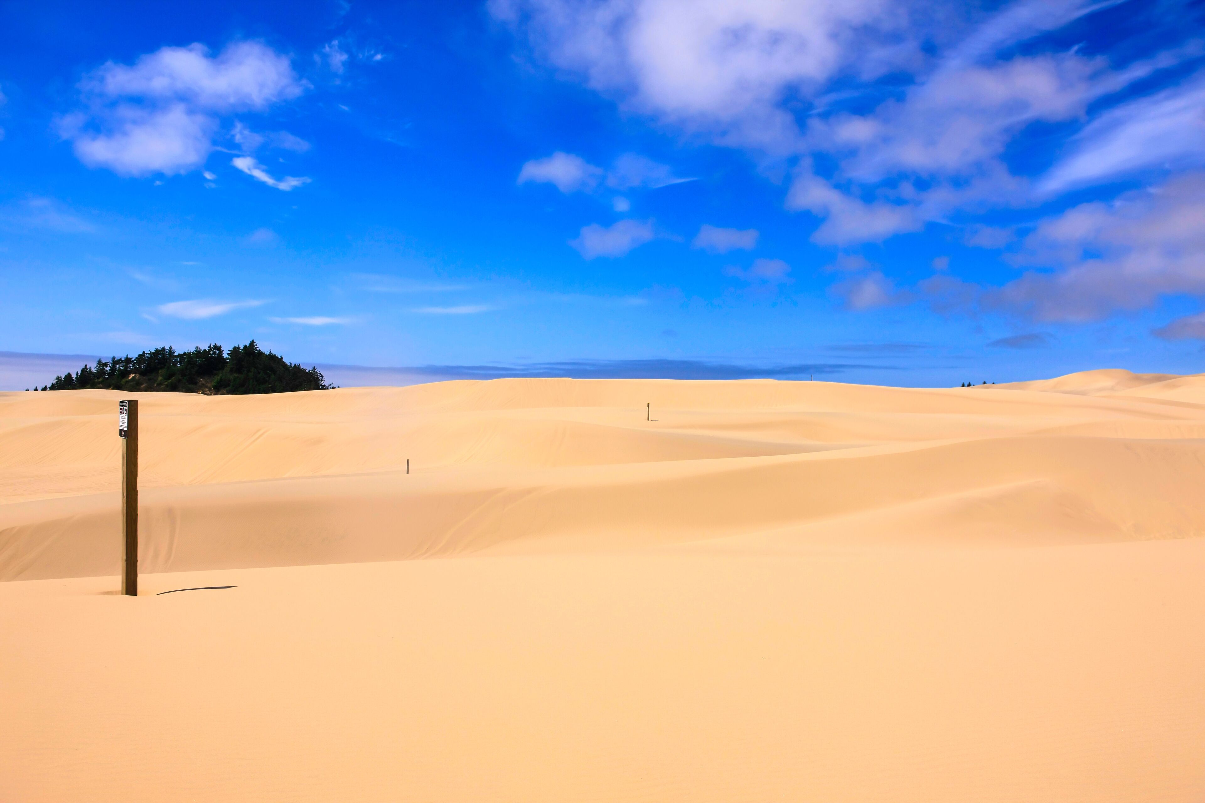 Sand Dunes in the Jessie M. Honeyman Memorial State Park in Oregon, USA