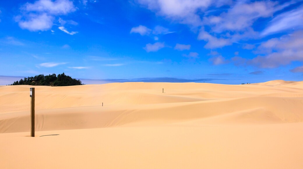 Sand Dunes in the Jessie M. Honeyman Memorial State Park in Oregon, USA