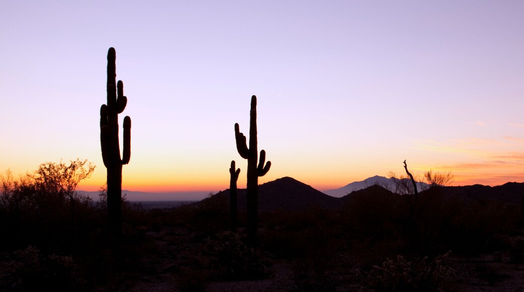 Saguaro Cactus at Sunrise Panoramic