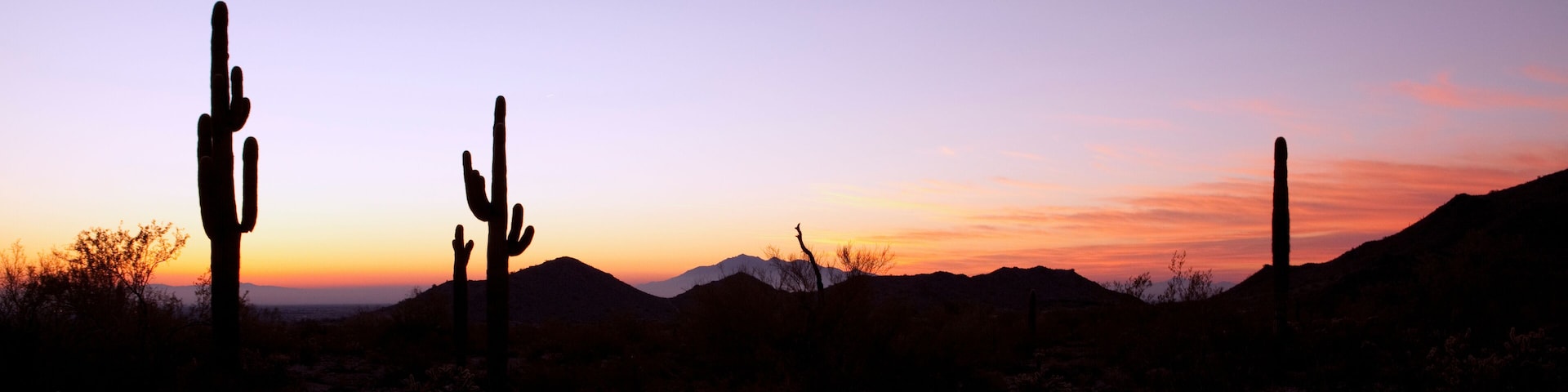 Wüstenlandschaft mit Kakteen und Bergen im Abendrot.