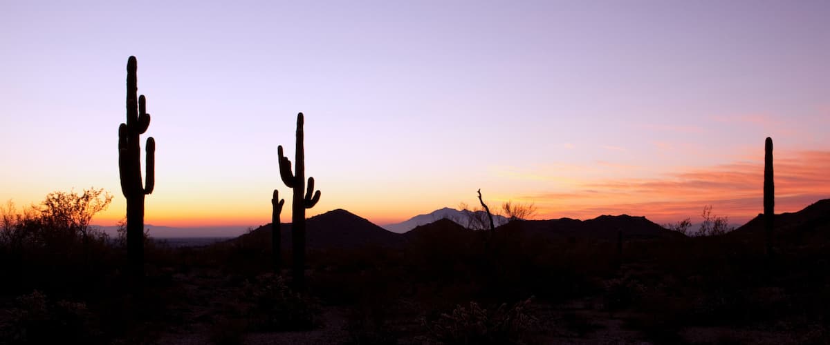 A desert landscape with cacti and mountains during sunset.