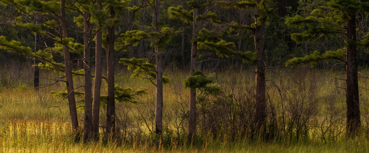 Weeks Bay National Estuarine Research Reserve Landscape