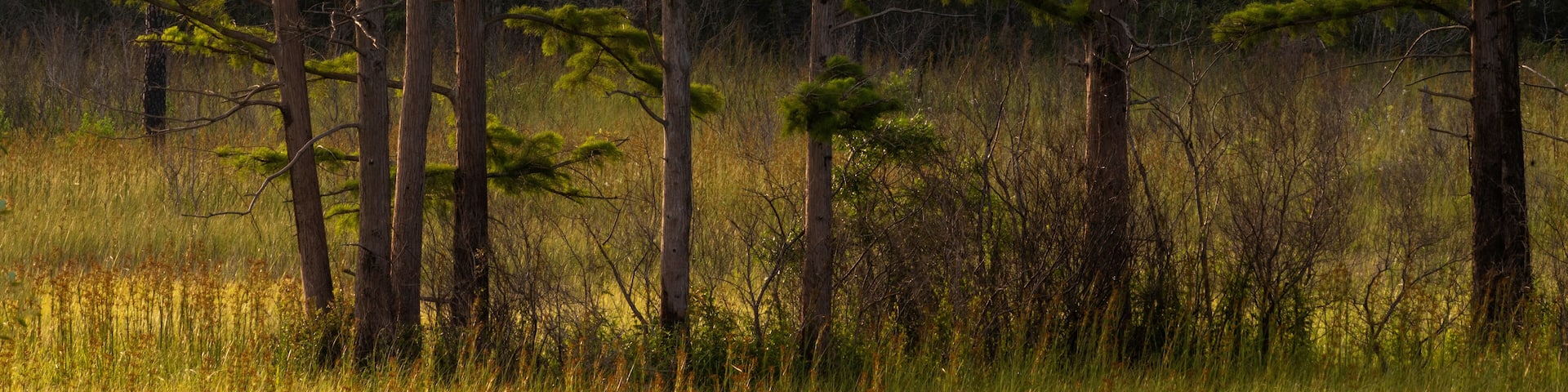 Weeks Bay National Estuarine Research Reserve Landscape
