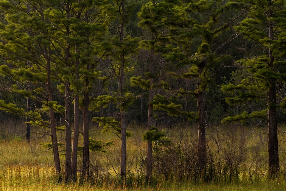 Un bosque denso de altos pinos y un campo cubierto de hierba.