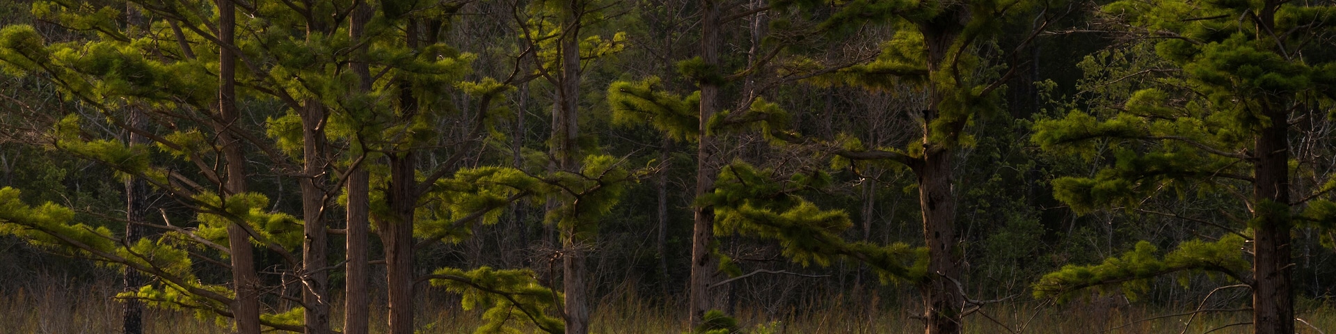 Weeks Bay National Estuarine Research Reserve Landscape