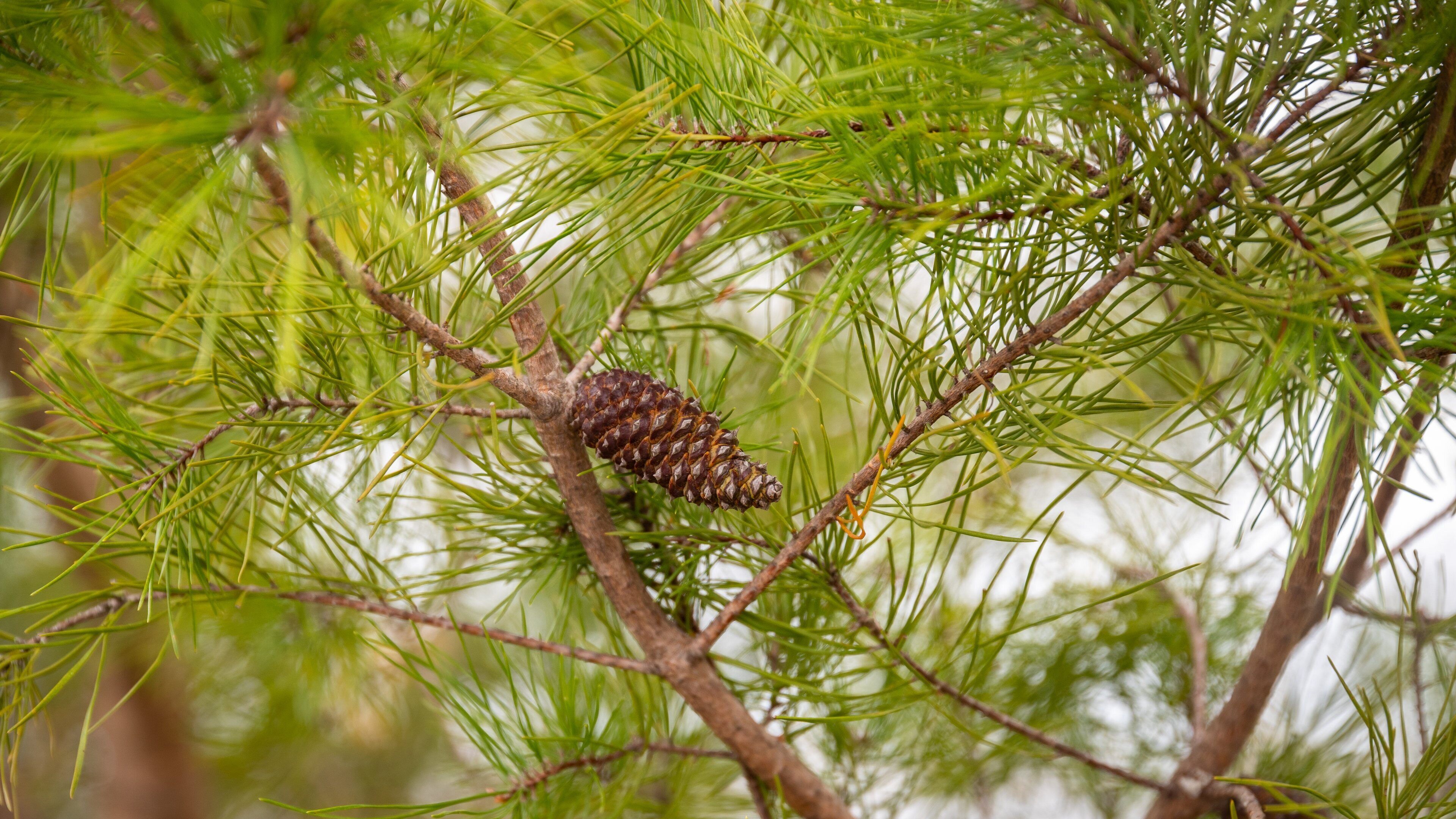Bon Secour National Wildlife Refuge which includes a garden