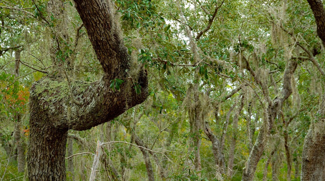 Bon Secour National Wildlife Refuge which includes forests