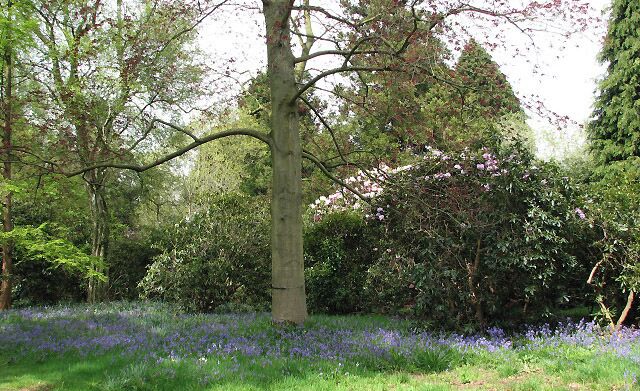 A carpet of bluebells In the quiet western section of the gardens. Stody Lodge, as it stands today, was rebuilt by Lord Rothermere in the beginning of the 1930s; the original house had been damaged by a fire. The new house was not erected at the site of the old one; instead, a woodland was cleared to make room for the new Lodge and Gardens. The garden covers an area of 10 acres; its main feature is the collection of rhododendrons and azaleas, which is described as being one of the largest and most dramatic in East Anglia. Japanese Water Gardens were also created; these are located in the southwestern corner of Lodge Plantation, on the other side of the Holt Road. The water gardens are believed to have been planted with more than 2000 Azalea mollis. The gardens are open to the public on only six days per year, usually in May when the rhododendrons are at their best.