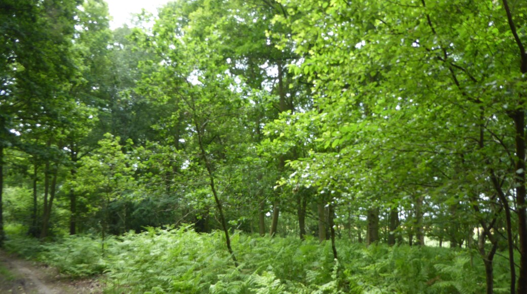 Edgefield Little Wood is a Site of Special Scientific Interest near Edgefield in Norfolk.