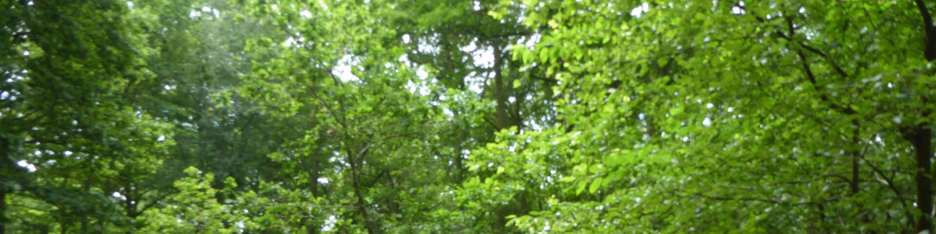 Edgefield Little Wood is a Site of Special Scientific Interest near Edgefield in Norfolk.