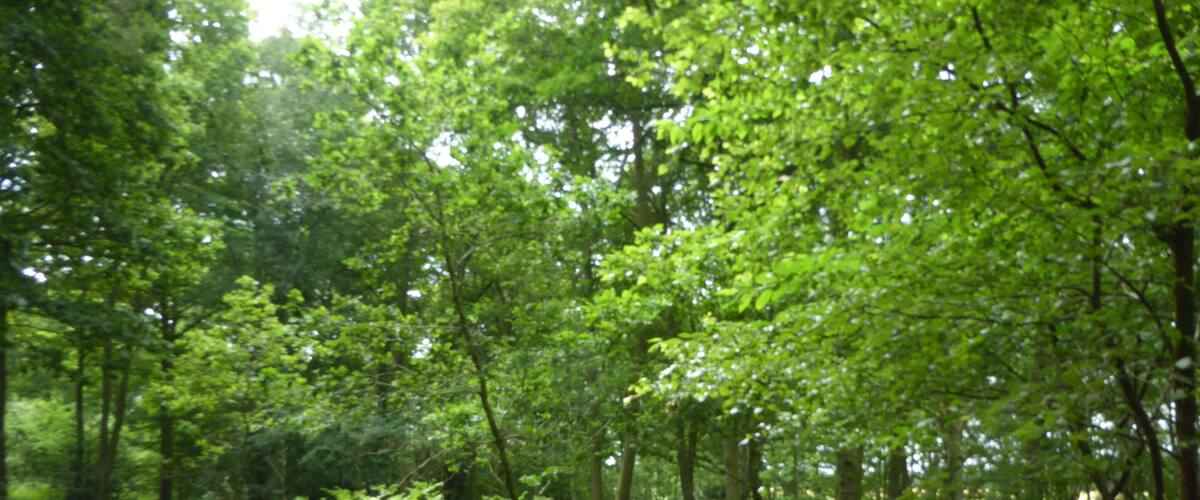 A forested area with a dirt path.
