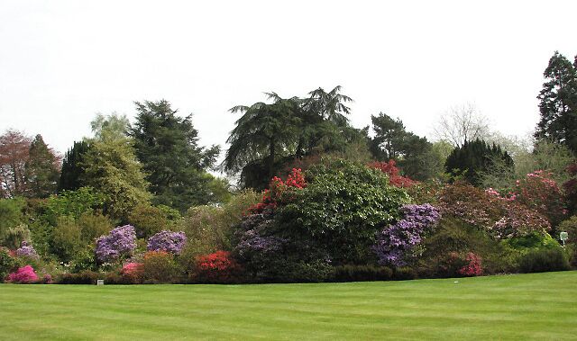Stody Lodge Gardens View south from veranda, across front lawn. Stody Lodge, as it stands today, was rebuilt by Lord Rothermere in the beginning of the 1930s; the original house had been damaged by a fire. The new house was not erected at the site of the old one; instead, a woodland was cleared to make room for the new Lodge and Gardens. The garden covers an area of 10 acres; its main feature is the collection of rhododendrons and azaleas, which is described as being one of the largest and most dramatic in East Anglia. Japanese Water Gardens were also created; these are located in the southwestern corner of Lodge Plantation, on the other side of the Holt Road. The water gardens are believed to have been planted with more than 2000 Azalea mollis. The gardens are open to the public on only six days per year, usually in May when the rhododendrons are at their best.