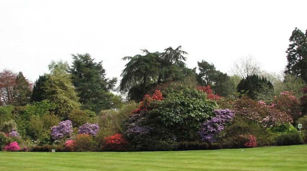 Stody Lodge Gardens View south from veranda, across front lawn. Stody Lodge, as it stands today, was rebuilt by Lord Rothermere in the beginning of the 1930s; the original house had been damaged by a fire. The new house was not erected at the site of the old one; instead, a woodland was cleared to make room for the new Lodge and Gardens. The garden covers an area of 10 acres; its main feature is the collection of rhododendrons and azaleas, which is described as being one of the largest and most dramatic in East Anglia. Japanese Water Gardens were also created; these are located in the southwestern corner of Lodge Plantation, on the other side of the Holt Road. The water gardens are believed to have been planted with more than 2000 Azalea mollis. The gardens are open to the public on only six days per year, usually in May when the rhododendrons are at their best.