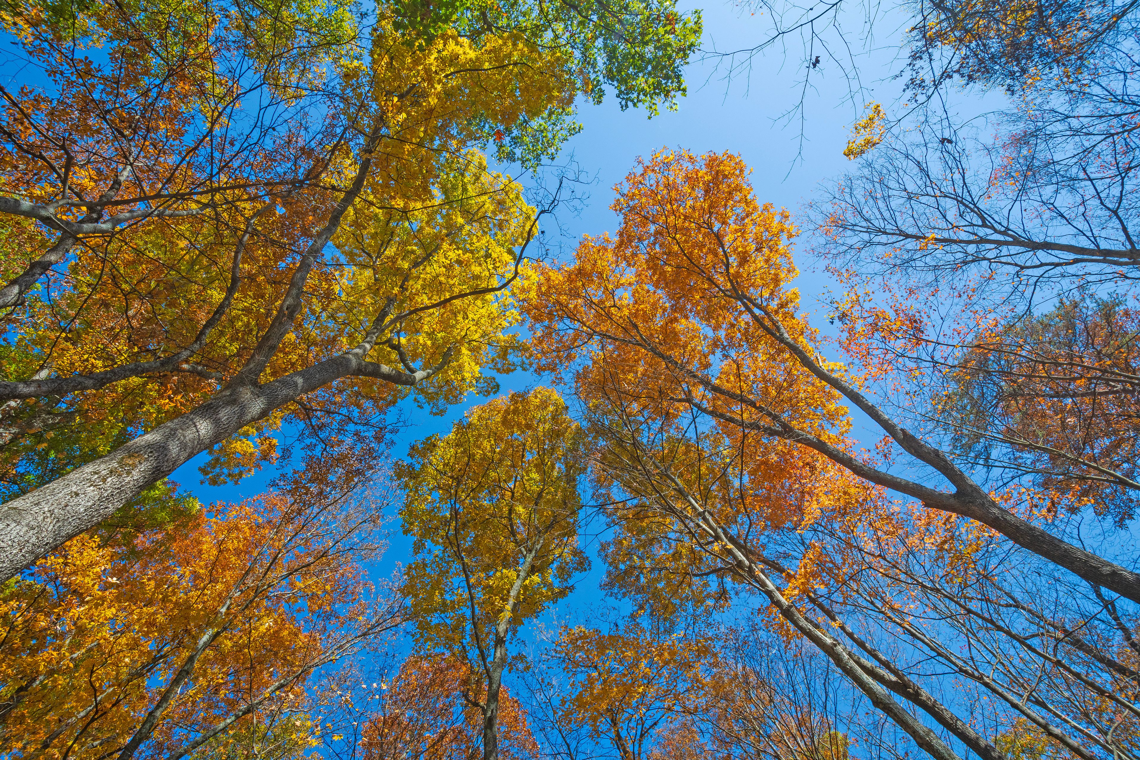 Un bosque con hojas de colores otoñales contra un cielo azul despejado.