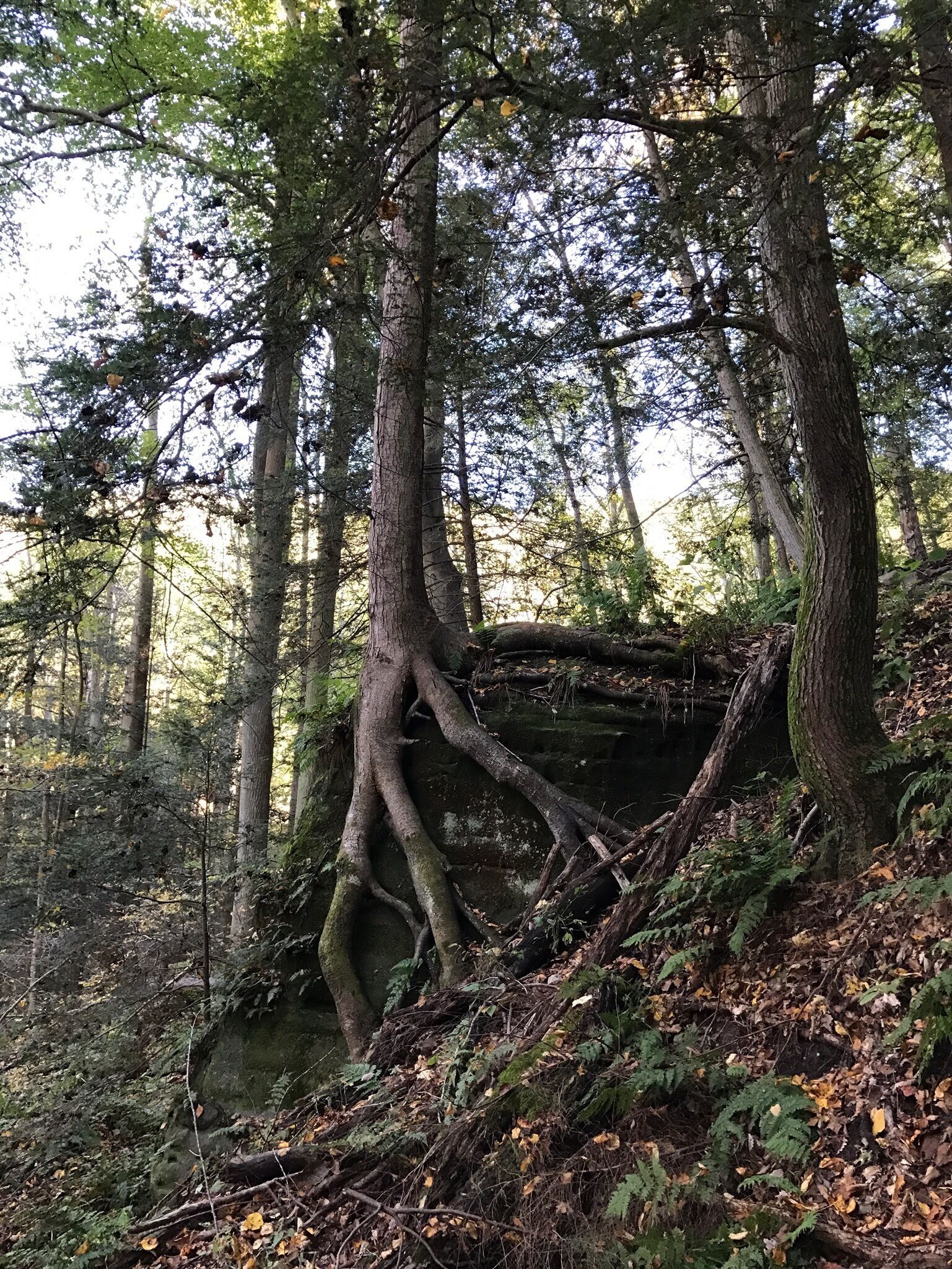 Amazing rocks, trees and nature to see! #TakeAHike