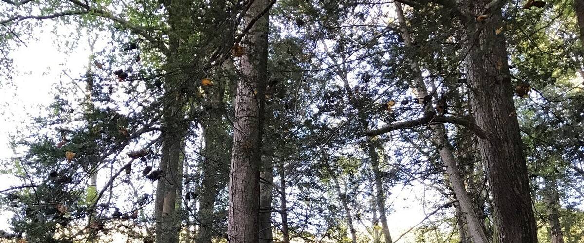 Amazing rocks, trees and nature to see! #TakeAHike