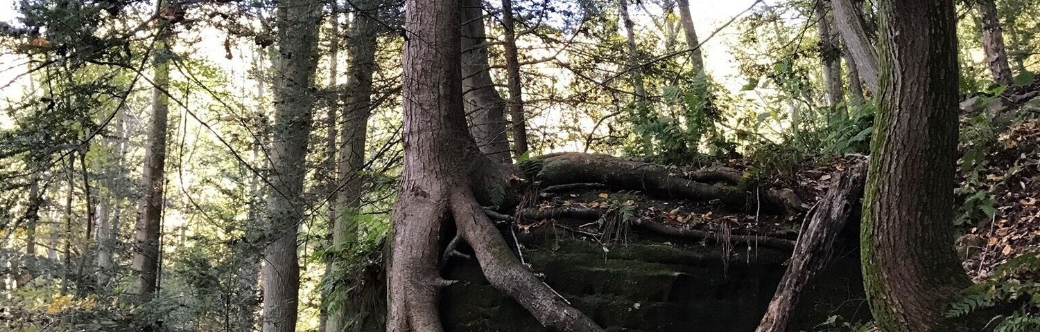 Amazing rocks, trees and nature to see! #TakeAHike