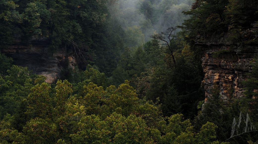 Loving this little moody shot of Conkles Hollow. This was taken from the rim trail (east side). This place is beautiful! Views like this from the top and waterfalls and lush foliage in the gorge trail. Highly recommend this place!