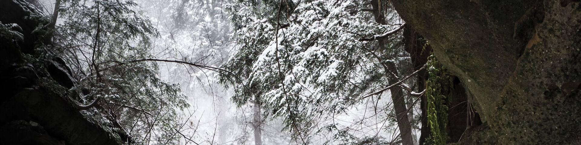 A snowy forest with a person standing on a rope bridge.