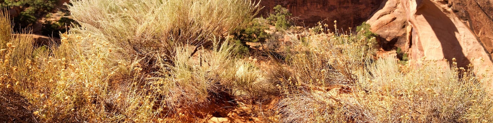 A natural rock arch formation with surrounding dry vegetation.