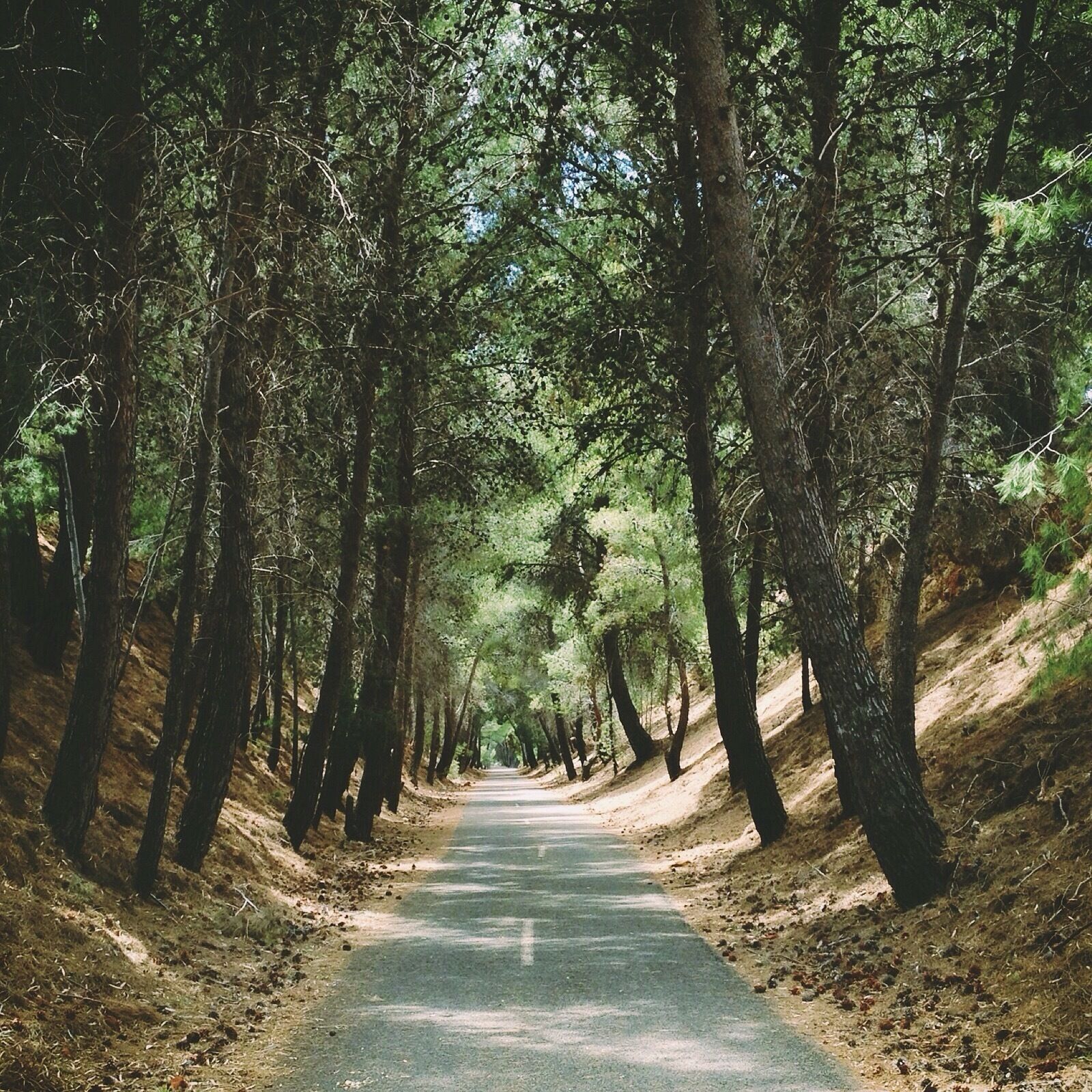 Pine trees form a tunnel along the Coast to Vines Rail Trail south of Adelaide, South Australia.
Walk or cycle part of or all the 34km Trail between the beach in Marino to the vineyards in Willunga.
The Trail replaces an old railway line which was used 100 years ago.
#Walk #Cycle #WalkingTrails #Australia #Trees #Hiking