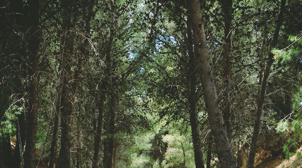 Pine trees form a tunnel along the Coast to Vines Rail Trail south of Adelaide, South Australia.
Walk or cycle part of or all the 34km Trail between the beach in Marino to the vineyards in Willunga.
The Trail replaces an old railway line which was used 100 years ago.
#Walk #Cycle #WalkingTrails #Australia #Trees #Hiking